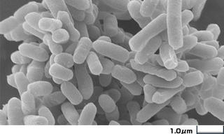 Bacteroides-Fragilis.jpg
